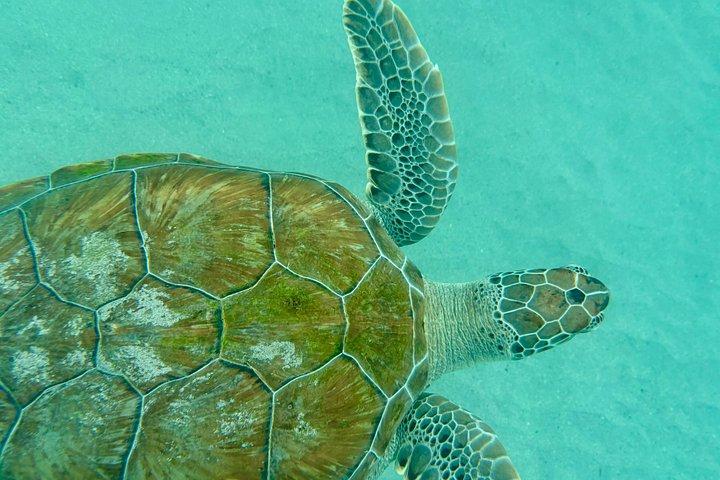 Turtle encounter, Hidden cave and Beach Tour