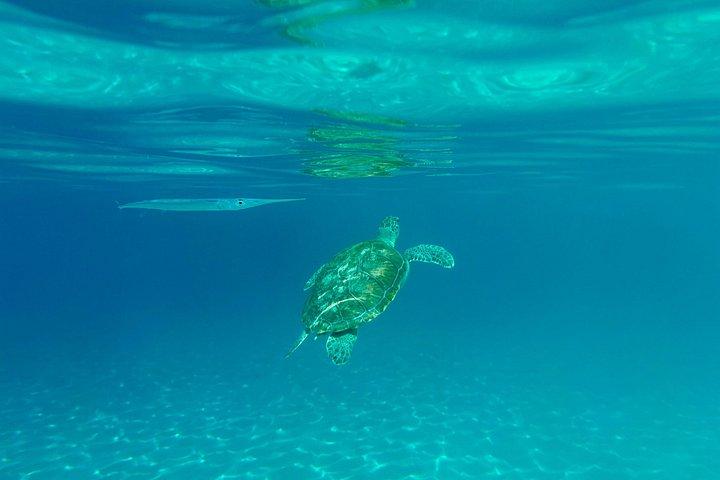 Turtle encounter, Hidden cave and Beach Tour