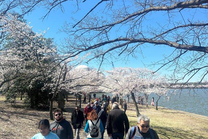 Cherry Blossom Mall and Tidal Basin Bloom Walking Tour