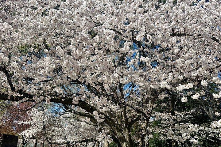 Cherry Blossom Mall and Tidal Basin Bloom Walking Tour