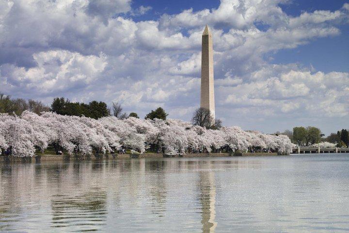 Cherry Blossom Mall and Tidal Basin Bloom Walking Tour