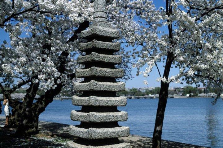 Cherry Blossom Mall and Tidal Basin Bloom Walking Tour