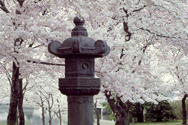 Cherry Blossom Mall and Tidal Basin Bloom Walking Tour