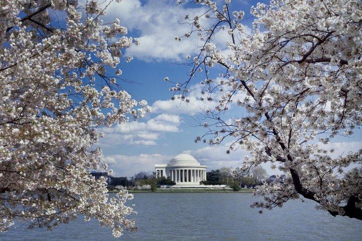 Cherry Blossom Mall and Tidal Basin Bloom Walking Tour