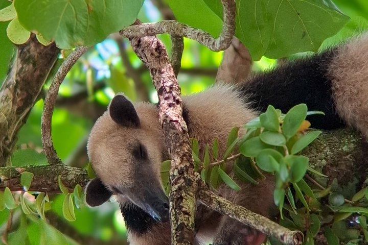 Tour guiado de senderismo por el Parque Nacional Manuel Antonio