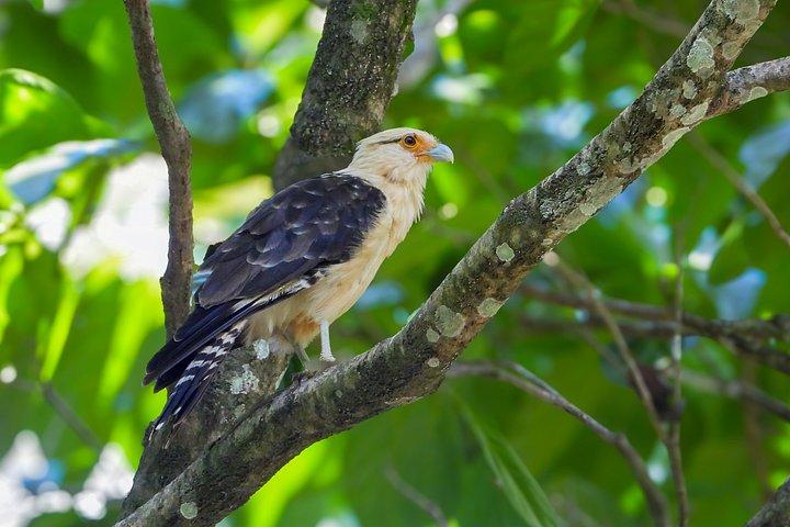 マヌエル アントニオ国立公園ハイキング ガイド付きツアー