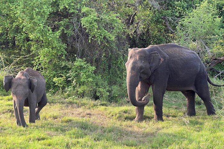 ミネリヤ国立公園プライベートジープサファリ半日送迎付き
