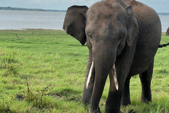 ミネリヤ国立公園プライベートジープサファリ半日送迎付き