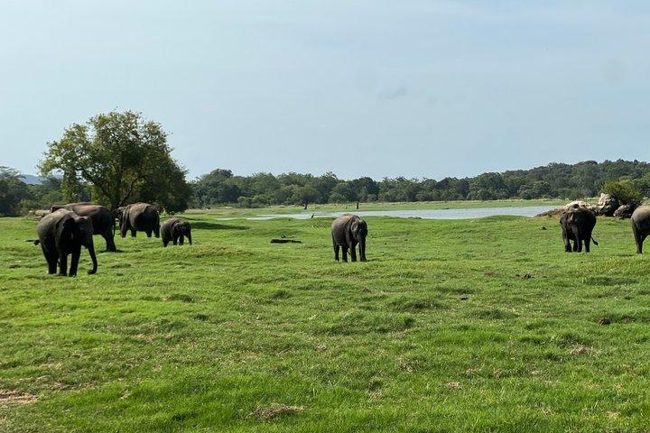 ミネリヤ国立公園プライベートジープサファリ半日送迎付き