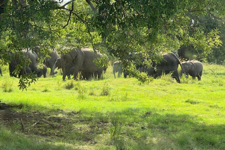 ミネリヤ国立公園プライベートジープサファリ半日送迎付き