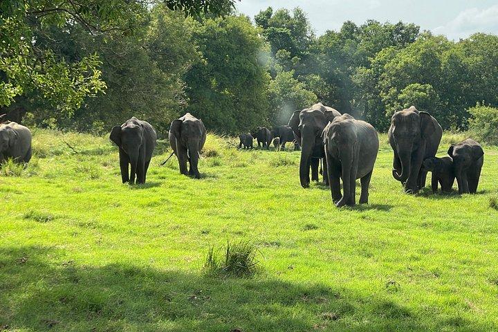 ミネリヤ国立公園プライベートジープサファリ半日送迎付き