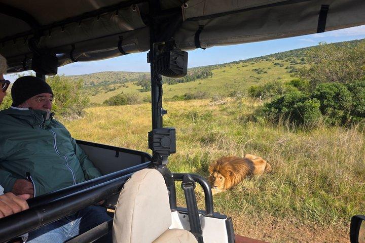 Réserve de chasse Schotia d'une demi-journée (véhicule Safari 4x4 ouvert)
