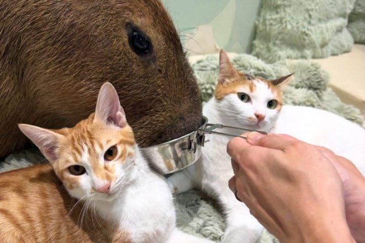 Capybara & Community Cat Interaction Experience (Snack Included)