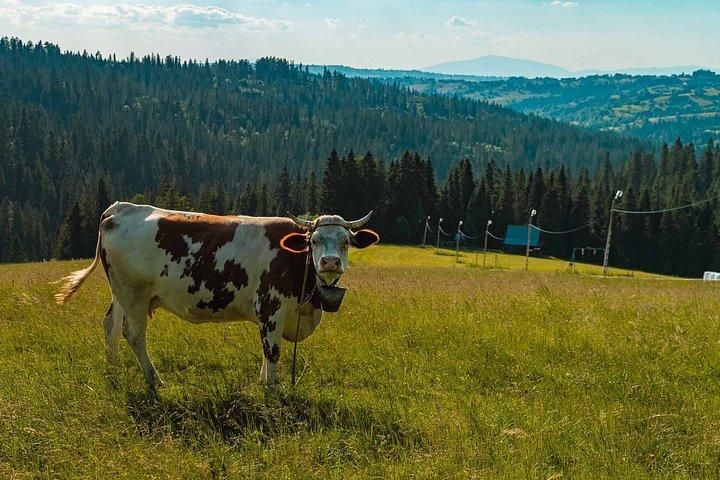 クラクフ発 タトラスカイウォーク、クアッドバイク、温泉プライベートツアー