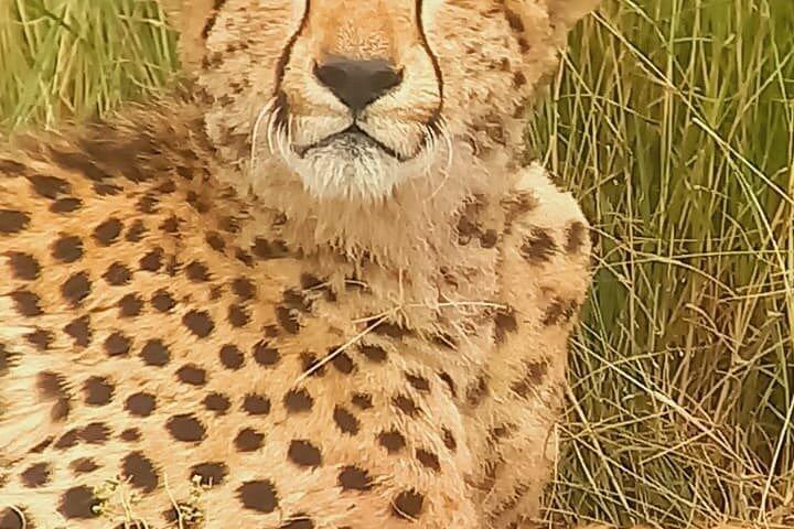 ナイロビ国立公園ガイド付きゲームドライブ野生動物体験