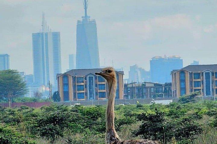 ナイロビ国立公園ガイド付きゲームドライブ野生動物体験