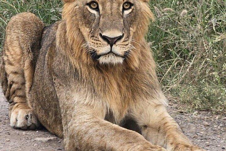 ナイロビ国立公園ガイド付きゲームドライブ野生動物体験