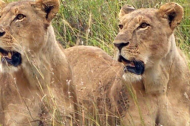 Parco nazionale di Nairobi: un'esperienza faunistica guidata