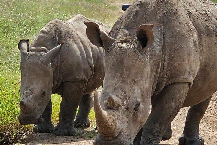 ナイロビ国立公園ガイド付きゲームドライブ野生動物体験