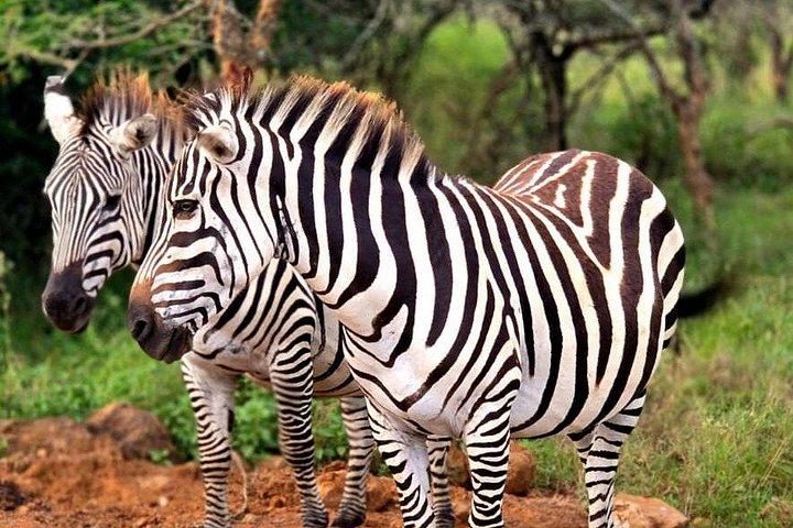 ナイロビ国立公園ガイド付きゲームドライブ野生動物体験