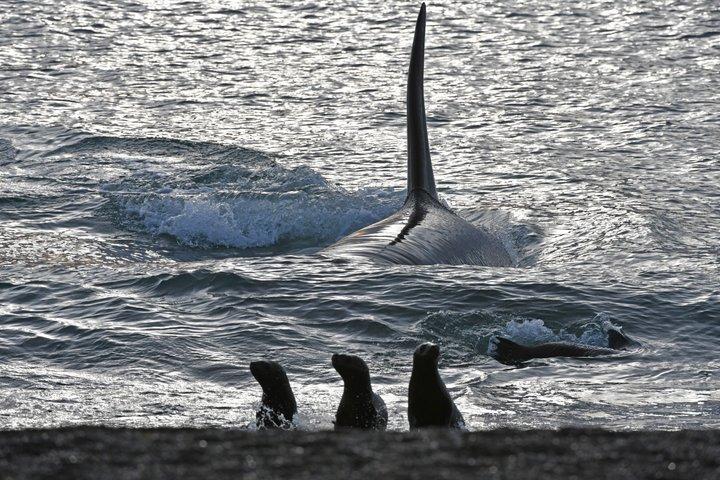 Stadstour en zeeleeuwen in Punta Loma vanuit Puerto Madryn