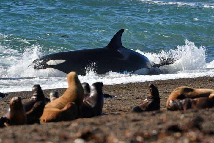 Stadstour en zeeleeuwen in Punta Loma vanuit Puerto Madryn