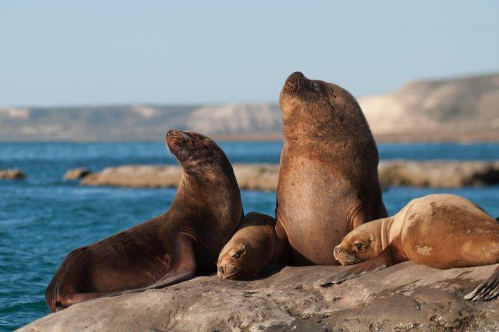 Stadstour en zeeleeuwen in Punta Loma vanuit Puerto Madryn