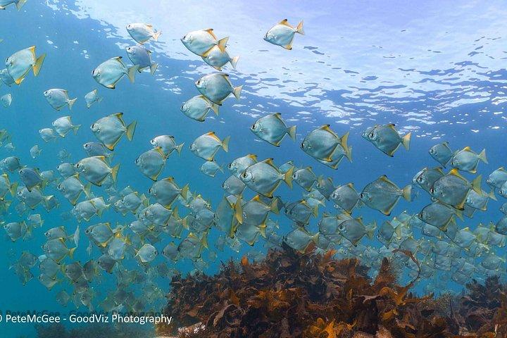 Guided Snorkel Tours in Sydney's Cabbage Tree Bay
