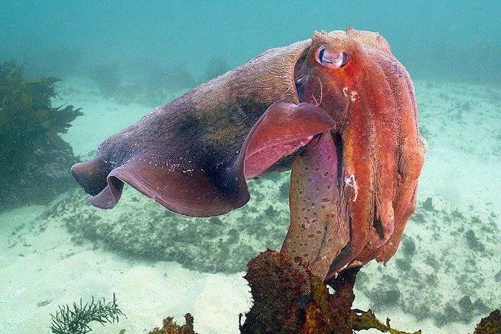 Guided Snorkel Tours in Sydney's Cabbage Tree Bay