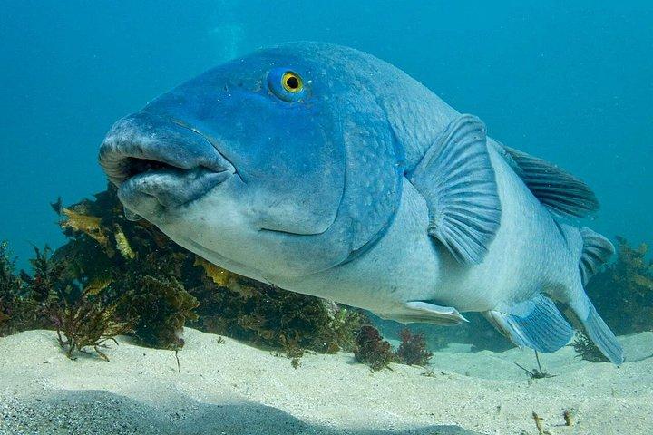 Guided Snorkel Tours in Sydney's Cabbage Tree Bay