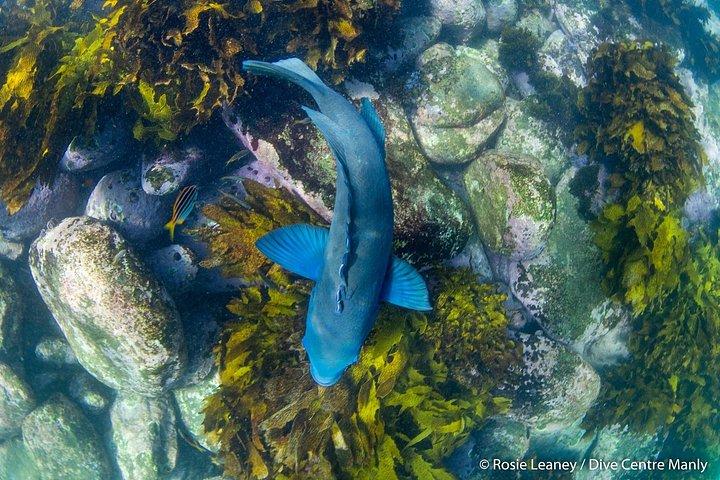 Guided Snorkel Tours in Sydney's Cabbage Tree Bay