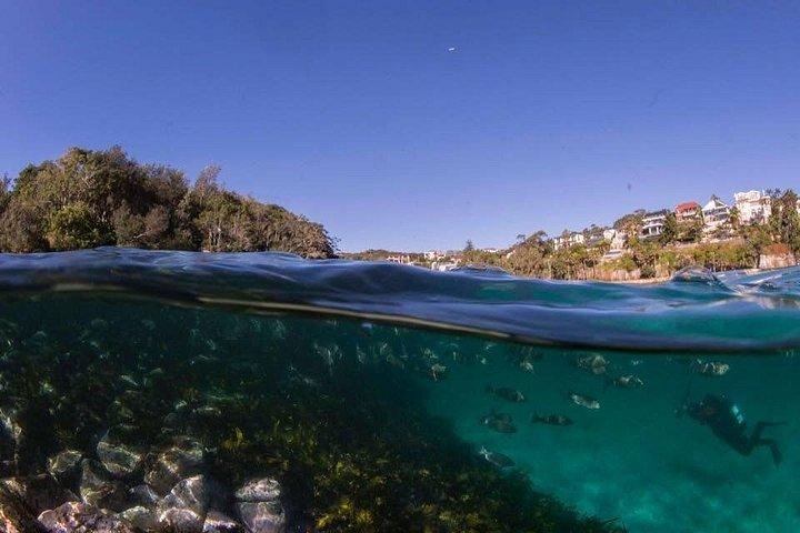 Guided Snorkel Tours in Sydney's Cabbage Tree Bay