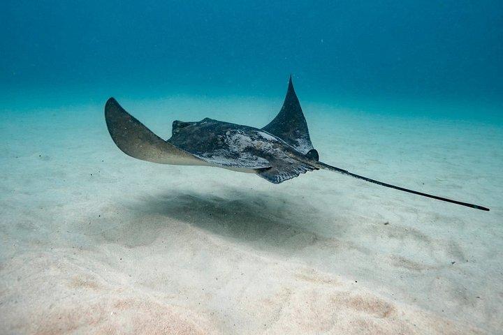 Guided Snorkel Tours in Sydney's Cabbage Tree Bay
