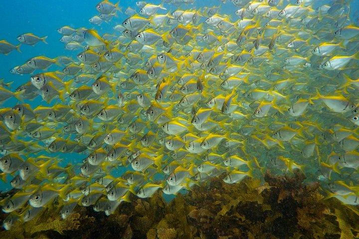 Guided Snorkel Tours in Sydney's Cabbage Tree Bay