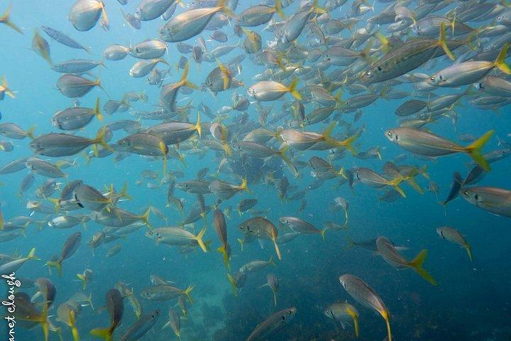 Guided Snorkel Tours in Sydney's Cabbage Tree Bay