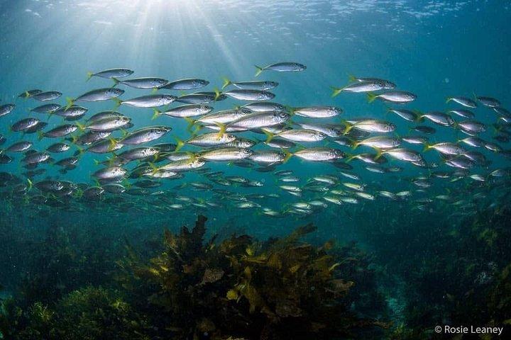 Guided Snorkel Tours in Sydney's Cabbage Tree Bay
