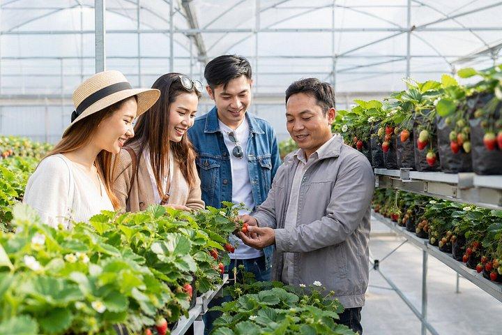 Da Lat Soluppgångsmolnjakt Grupptur