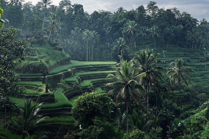 Ubud Sightseeing Tour : Cascata Nascosta, Terrazze di Riso e Tempio