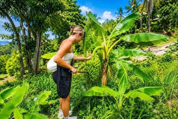 Phuket Olifanten Observatie Wandeling met Hotel Transfer