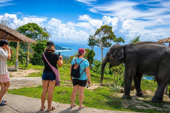 Phuket Elephant Vitamin Care & Observation Walk med Transfer