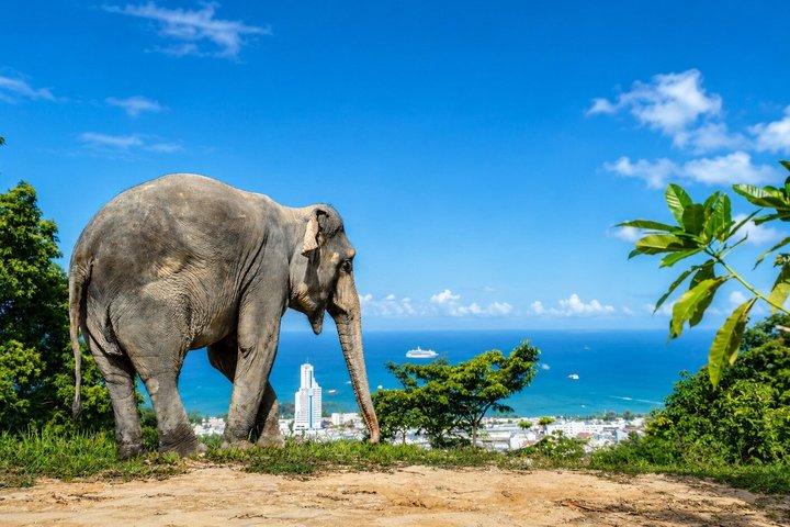 Phuket Elephant Vitamin Care & Observation Walk med Transfer