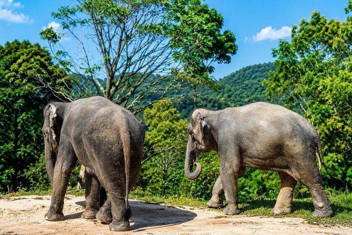 Phuket Elephant Observation Walk mit Hoteltransfer