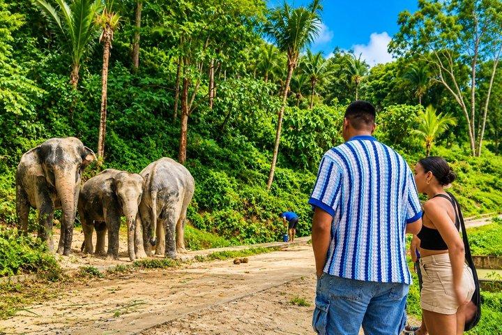 Phuket Olifanten Observatie Wandeling met Hotel Transfer