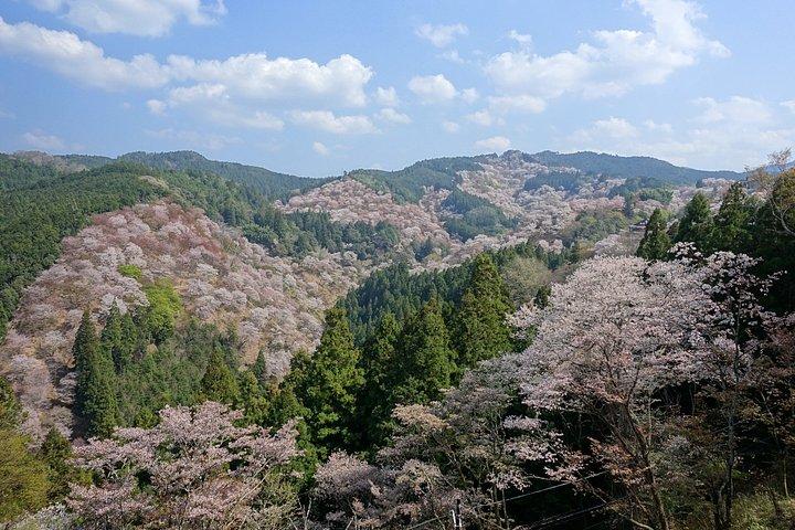 大阪＆京都から吉野山桜プライベート日帰りツアー