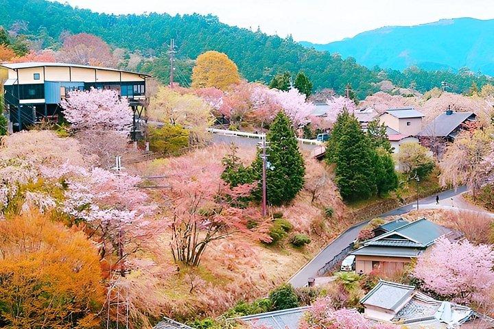 大阪＆京都から吉野山桜プライベート日帰りツアー