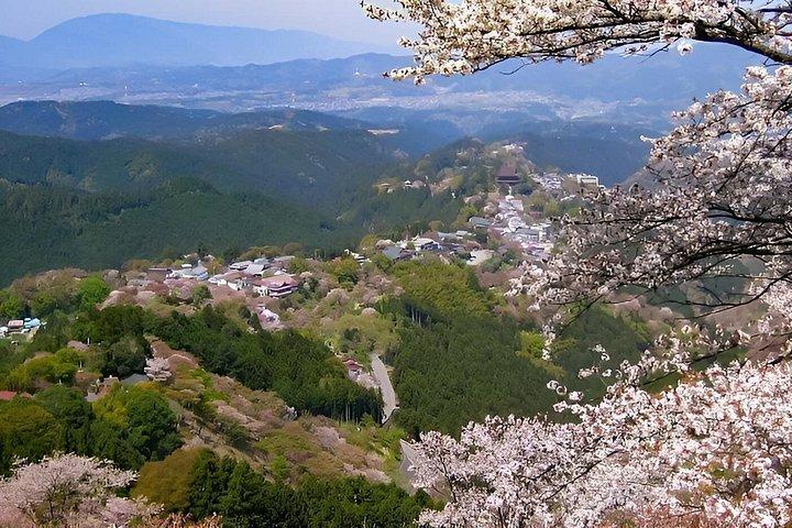 大阪＆京都から吉野山桜プライベート日帰りツアー