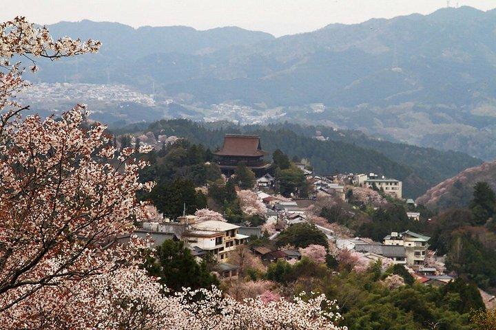 大阪＆京都から吉野山桜プライベート日帰りツアー