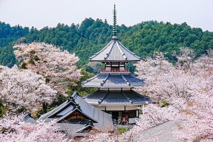 大阪＆京都から吉野山桜プライベート日帰りツアー