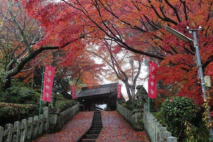 大阪＆京都から吉野山桜プライベート日帰りツアー