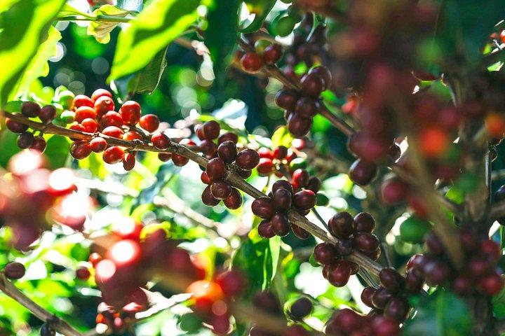 サンホセから見たコスタリカのコーヒー農園とポアス火山